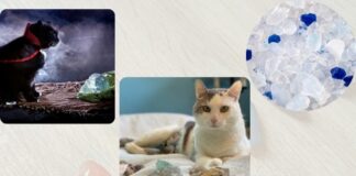 Best Crystals for Cats